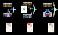 Novel interactions between proteins that help in recovering from brain injury