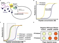 Novel living yeast-based dual biosensor for detecting peptide variants