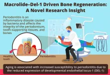 Novel macrolide–DEL-1 axis drives bone regeneration in aging individuals