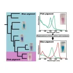 Novel photoreceptor sheds light on how cyanobacteria see color