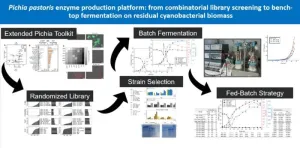 Novel solution for Pichia pastoris enzyme production platform