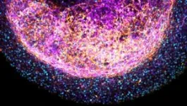 Novel tissue-derived brain organoids could revolutionize brain research 2