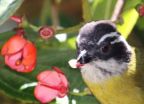 Novel type of bird pollination mechanism discovered in South America 2