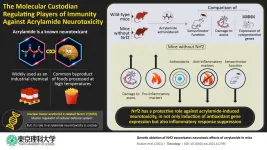 Nrf2: The custodian regulating oxidative stress and immunity against acrylamide toxicity