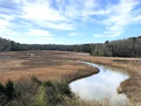 NSF grant to investigate the role of macrobiota in carbon cycling in estuaries