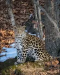 NSU researcher part of team to sequence the genome of the leopard