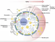 Nuclear lipid droplets: Key regulators of aging and nuclear homeostasis