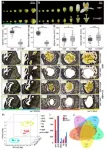 Nucleo-cytoplasmic interaction in seedless cybrid citrus