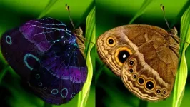 NUS study: A patchwork of Wnt signalling ligands and receptors pattern the colours on the wings of butterflies