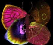 NUS study: A patchwork of Wnt signalling ligands and receptors pattern the colours on the wings of butterflies 2