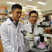 NUS study shows effectiveness of common anti-malarial drug in controlling asthma