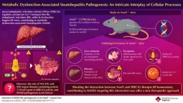 Nwd1 gene deletion triggers MASH-like pathology in mice: a new scientific breakthrough