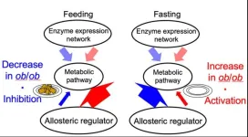 Obesity disrupts normal liver function in mice