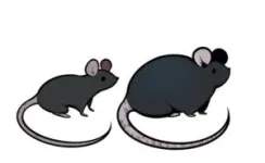 Obesity disrupts normal liver function in mice 2