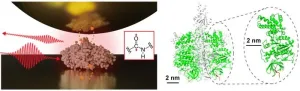 Observing single protein with infrared nanospectroscopy