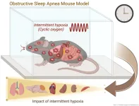 Obstructive sleep apnea disrupts gene activity throughout the day in mice