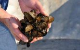 Ocean acidification a culprit in commercial shellfish hatcheries failures