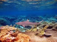 Ocean current comes to the rescue for Pacific island reefs 2