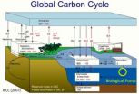 Ocean food web is key in the global carbon cycle