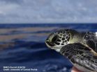 Ocean myth busted: Toddler sea turtles are very active swimmers