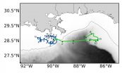 Ocean myth busted: 'Toddler' sea turtles are very active swimmers 2