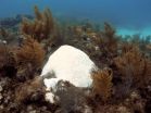 Ocean warming affecting Florida reefs 2