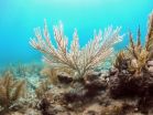 Ocean warming affecting Florida reefs 3