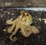 Octopus arms have segmented nervous systems to power extraordinary movements 2