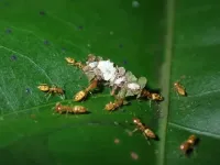 Of ants and trees: ‘Evolutionary déjà’ in the tropical rainforest