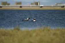 Oil and gas infrastructure hurting nesting birds in globally important breeding area in arctic Alaska