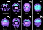 Old skull bone rediscovered