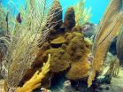 Older coral species more hardy, UT Arlington biologists say 3