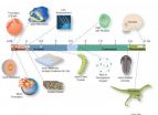 Oldest bit of crust firms up idea of a cool early Earth 2