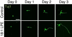 Oleoyl-LPE exerts neurite stimulation and neuroprotection