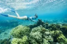 Olympic tower construction at Teahupo’o, Tahiti could damage reef ecosystem 3