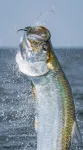 On the trail of the silver king: Researchers at UMass Amherst reveal unprecedented look at tarpon migration