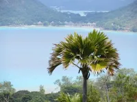 On two small islands in the Indian Ocean, an endangered palm with the world’s largest seed sows a lesson about landscape restoration