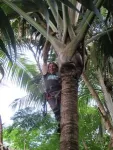 On two small islands in the Indian Ocean, an endangered palm with the world’s largest seed sows a lesson about landscape restoration 3