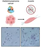 Once rhabdomyosarcoma, now muscle 2