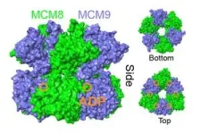 Once rhabdomyosarcoma, now muscle 3