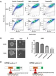 Oncotarget: A novel isoform of Homeodomain-interacting protein kinase-2