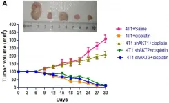 Oncotarget: AKT isoforms have discrete expression in triple negative breast cancers