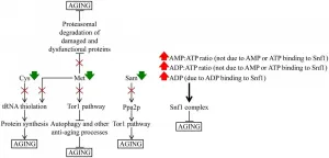 Oncotarget: Caloric restriction creates a metabolic pattern of chronological aging delay