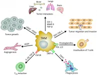 Oncotarget: Cancer stem cells and macrophages against cancer