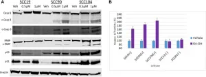 Oncotarget: E6-specific inhibitors as therapeutics for HPV+ head and neck carcinomas