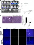 Oncotarget: Epithelial-mesenchymal transitions create endothelial cells and tumor growth