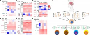 Oncotarget: Genome wide DNA methylation landscape reveals glioblastomas influence