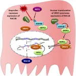 Oncotarget: Ibuprofen disrupts protein complex in colorectal cells