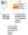 Oncotarget: Inhibitory effects of Tomivosertib in acute myeloid leukemia