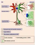 Oncotarget: Modulating Tau Post-translational modifications and cytoskeletal network